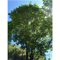 河北广场丛生蒙古栎基地咨询电话多少