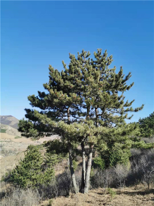 河北围场县小区油松价格