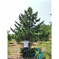 河北公园油松询价电话是多少