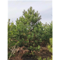 河北唐山道路绿化樟子松成品苗价格