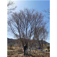 河北邯郸别墅丛生五角枫供应联系电话是多少