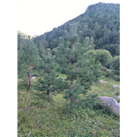 河北独干白桦 (1)