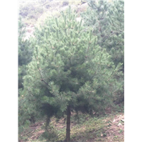 河北道路绿化油松基地哪家便宜点