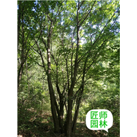 河北道路绿化丛生五角枫出售基地哪家好