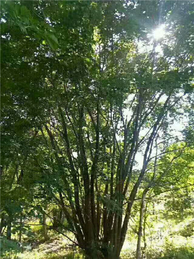 河北五角枫