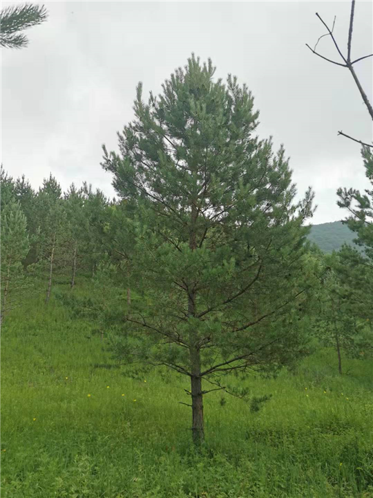 河北樟子松