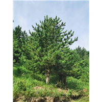 河北公园油松小苗哪家口碑好