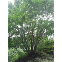 河北小区丛生五角枫小苗哪家价格实惠