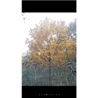 河北公园丛生蒙古栎一株多少钱