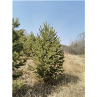 河北小区樟子松树苗哪家品质好