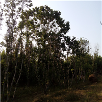 河北公园油松基地哪家价格实惠点