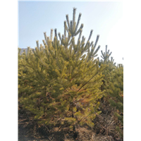 河北独干白桦