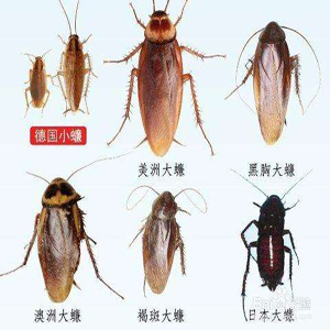 嘉兴灭蟑螂 