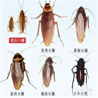 嘉兴灭蟑螂 