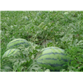 河北西瓜批发|保定西瓜代办 
