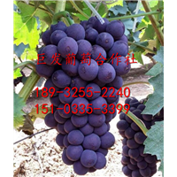 ———河北京亚葡萄—河北京亚葡萄