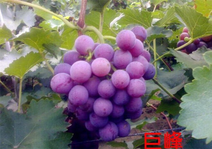 河北葡萄代办◇河北葡萄价格 