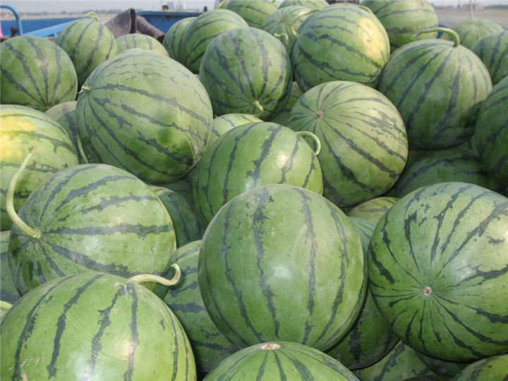 保定西瓜价格|保定西瓜批发 