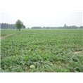河北西瓜种植基地-保定华苑葡萄专业合作社 