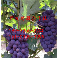———河北京亚葡萄—河北京亚葡萄