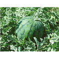 保定西瓜代办|保定西瓜价格 
