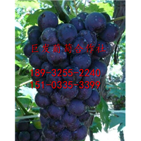 河北巨峰葡萄~-河北巨峰葡萄~-