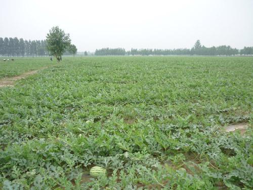 河北西瓜种植基地-保定华苑葡萄专业合作社 