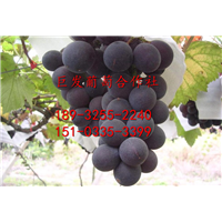 河北巨峰葡萄~-河北巨峰葡萄~-