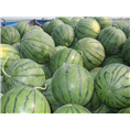 保定西瓜价格|保定西瓜批发 