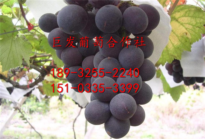 河北巨峰葡萄~-河北巨峰葡萄~-