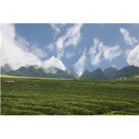 安顺养鸡场