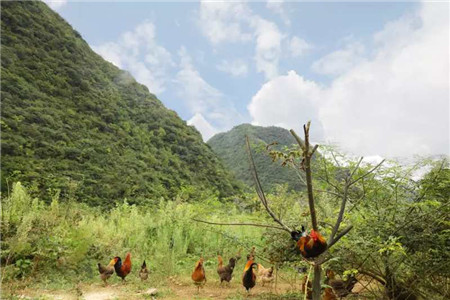 贵州养鸡场 