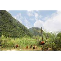 贵州养鸡场 