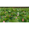 贵州莲藕批发 