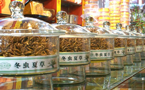 保定虫草回收·保定回收虫草 