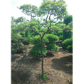 河南精品造型黄荆