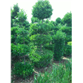 河南精品造型大叶黄杨树