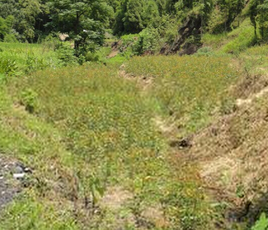 河南红叶石楠基地|出售|小苗
