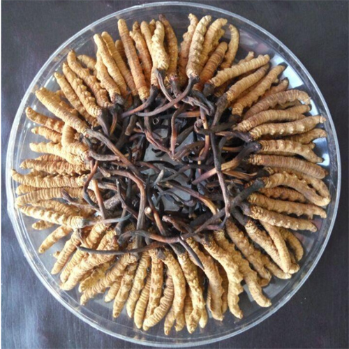 成都回收冬虫夏草，成都回收虫草礼品