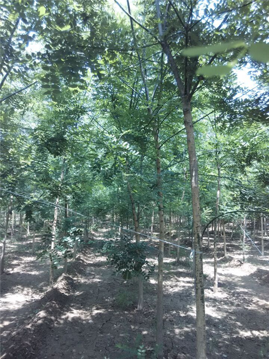 安徽国槐小苗|安徽国槐基地