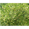 桂花小苗基地￥桂花小苗价格