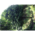 滁州桂花小苗价格￥滁州桂花小苗基地