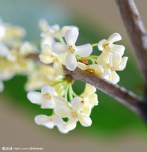 安徽桂花供应|安徽桂花种植