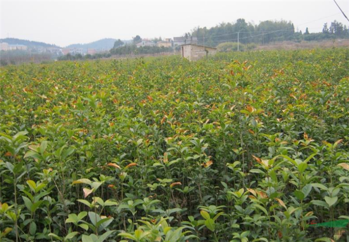 滁州|安徽桂花小苗基地|出售
