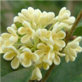 安徽桂花批发|滁州桂花批发