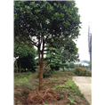 安徽桂花小苗基地￥桂花小苗基地