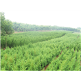 安徽蜀桧基地|滁州蜀桧基地