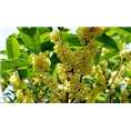 安徽桂花价格|滁州桂花价格