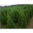 蜀桧|滁州蜀桧小苗供应|出售