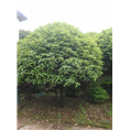 安徽桂花|滁州桂花 